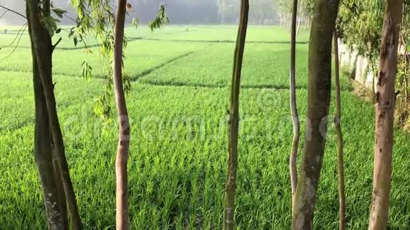 孟加拉国灌溉时间的绿色水稻观视频的预览图