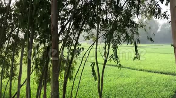 孟加拉国灌溉时间的绿色水稻植株观察视频的预览图