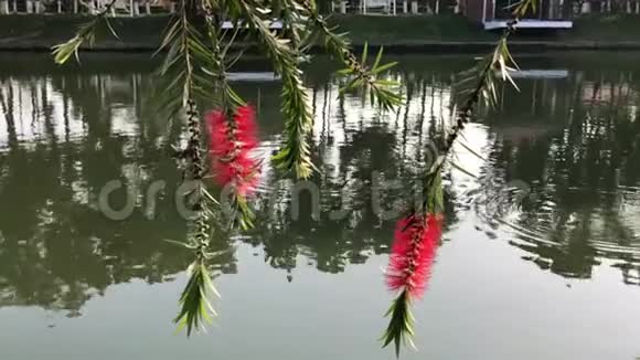 在孟加拉国盛开的瓶刷花视频的预览图
