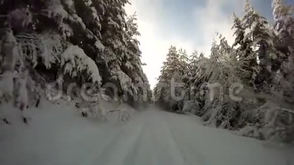 第一人称行动观在美丽寒冷的冬林中快速行动白雪覆盖的松树林之间视频的预览图