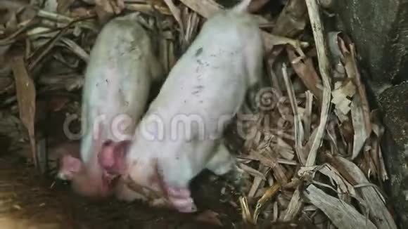 特写两只粉红色的小猪在肮脏的猪圈里喝大母猪的牛奶视频的预览图