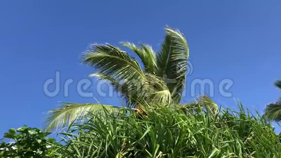 椰子树叶子在风中摇曳视频的预览图