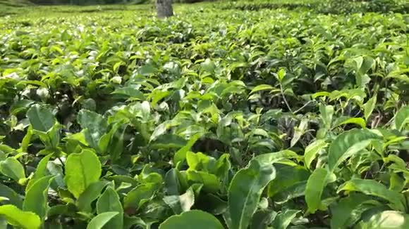 孟加拉国种植的茶树和茶叶视频的预览图