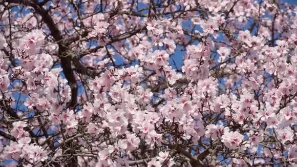 在树上开花粉红色和白色的花春天的自然美丽的背景视频的预览图