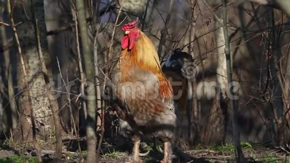 公鸡站在灌木丛中啼叫视频的预览图