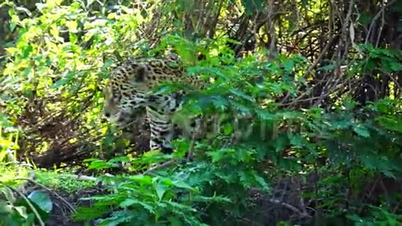 美洲豹休息后进入潘塔纳尔湿地森林视频的预览图