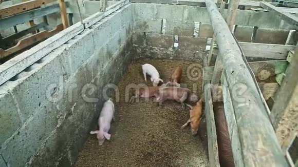 七只小家猪在肮脏的猪圈里玩耍视频的预览图