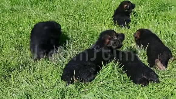 6只小黑德国牧羊犬在绿草中爬行的特写全景视频的预览图