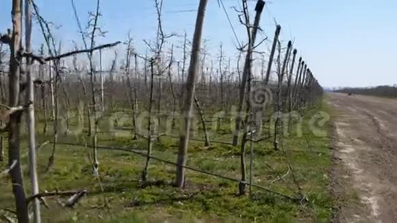 种苹果的田地苹果园视频的预览图