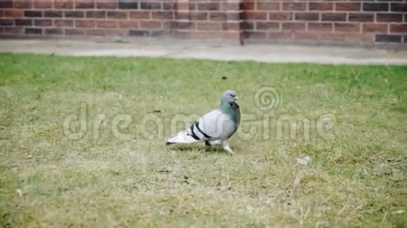 一只鸽子走在城市的草坪上城市鸟类视频的预览图