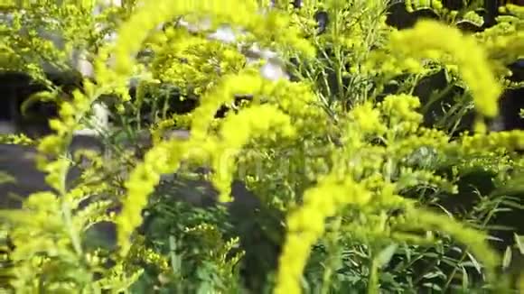 照相机与黄色小花植物的距离视频的预览图