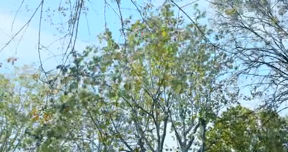 森林树绿春夏叶视频的预览图