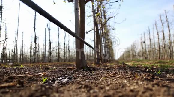 工业苹果园的灌溉系统一滴水落到地上给树浇水视频的预览图