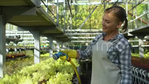 幸福的女农民拿着灌溉软管和温室里的浇水植物视频的预览图