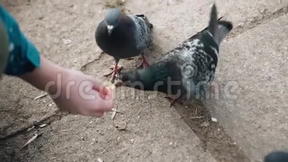 一个男孩用手喂鸽子漂亮的特写镜头视频的预览图