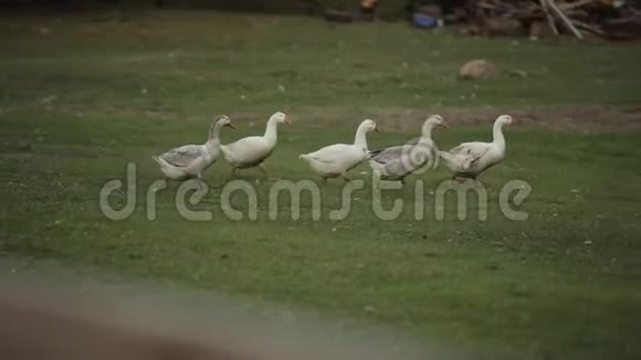 家鹅在农场草地上觅食自由活动视频的预览图