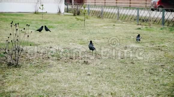 几只黑乌鸦在草地上散步视频的预览图