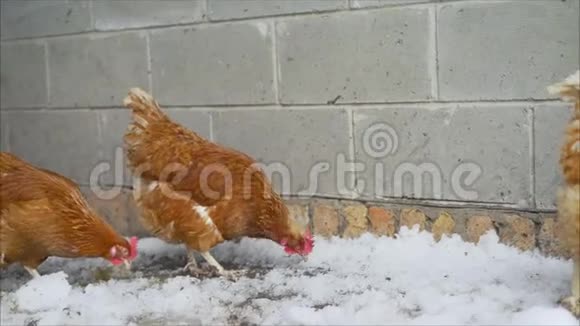 棕鸡场上选择性集中家养蛋鸡冬天农场里的棕色母鸡视频的预览图