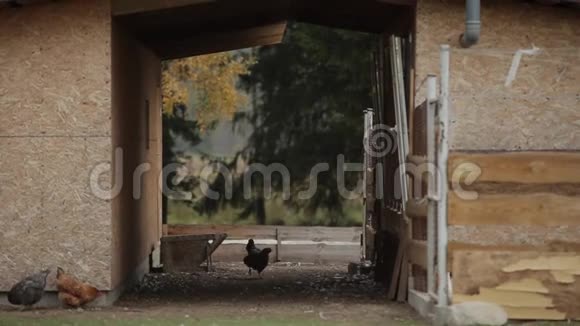 鸡在农场里自由地走来走去寻找食物黑暗的轮廓视频的预览图