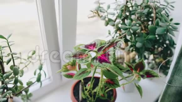 窗前美丽的自制花视频的预览图