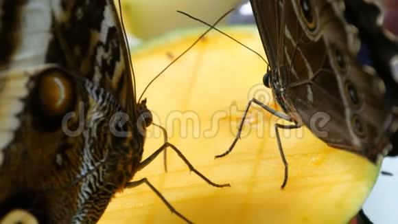 美丽的大型热带蝴蝶坐着吃着甜美的水果近距离观看瘦蝶鼻收集花蜜视频的预览图