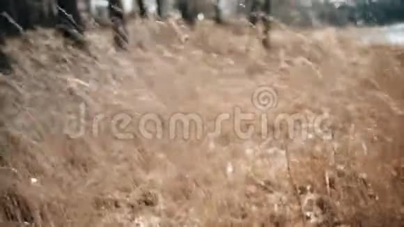 干草在风中摇曳非常大气视频的预览图