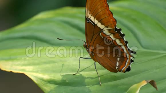 美丽的热带蝴蝶坐在绿叶上的树枝上绿色的背景视频的预览图