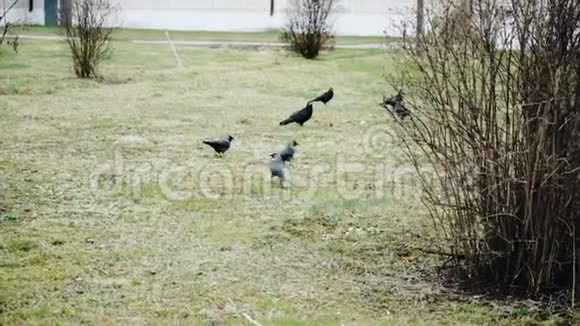 一群乌鸦定居在城市草坪上一个鸟群视频的预览图