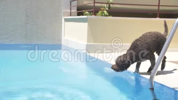 拉戈托罗马格诺洛跳到游泳池去参加舞会视频的预览图