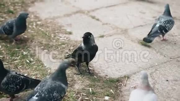 乌鸦从鸽子那里拿走食物男孩喂鸟视频的预览图