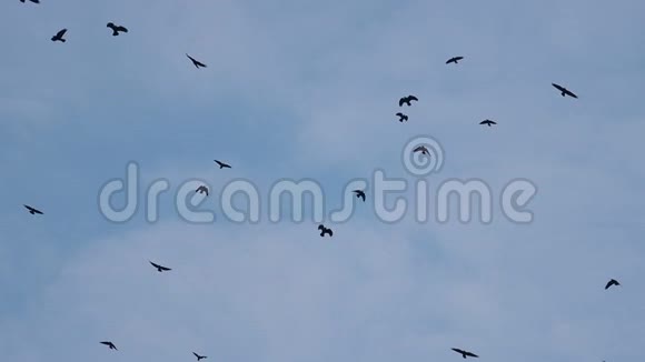 一群乌鸦在蓝天上美丽地缓慢地飞翔视频的预览图