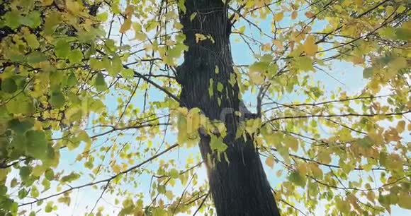 森林树木和五彩缤纷的黄绿秋叶落在风和自然的背景下概念视频的预览图