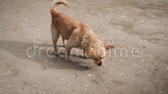 院子里的狗嚼东西街上一只狗的大镜头视频的预览图