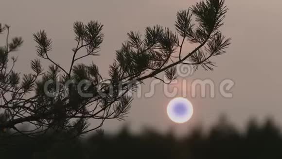 树枝迎着夕阳在风中摇曳视频的预览图