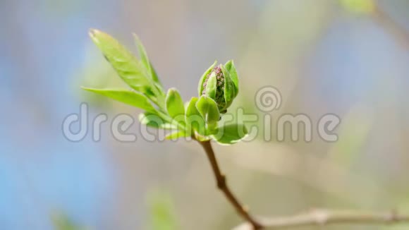 树上春蕾盛开的嫩叶明媚的春景美丽的背景视频的预览图