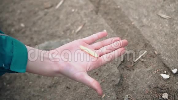 鸽子直接从男孩手里拿食物漂亮的特写镜头视频的预览图