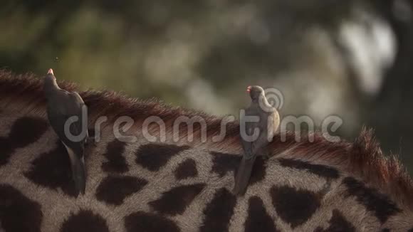 鸟儿从长颈鹿颈上缓慢地飞翔视频的预览图