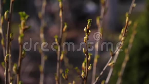 第一个春芽在花园里的灌木丛的枝条上绽放视频的预览图