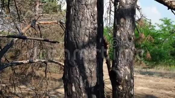 黑灰森林中松树的树干乌克兰赫森地区视频的预览图