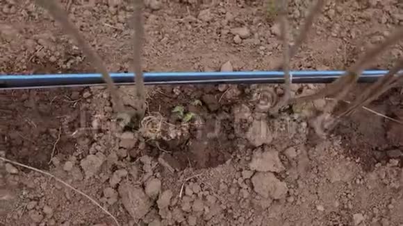 一个农场用有机农场灌溉覆盆子的移动镜头一个农场用逐滴系统节约用水视频的预览图
