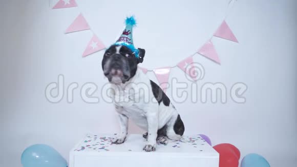 有趣的法国斗牛犬坐在白色背景是派对帽和花环背景生日快乐视频的预览图