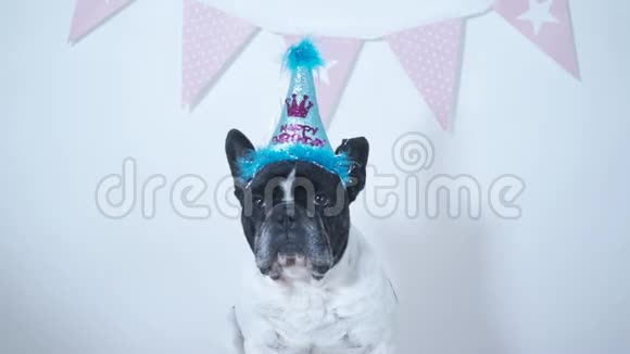 特写滑稽的法国斗牛犬品种狗与节日生日帽和花环白色背景生日庆典视频的预览图