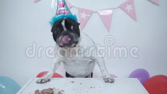 宠物在家的生活搞笑狗狗生日视频白色背景下漂亮的法国斗牛犬吃肉饼庆祝生日视频的预览图