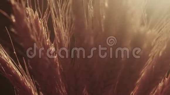 小麦穗视频的预览图