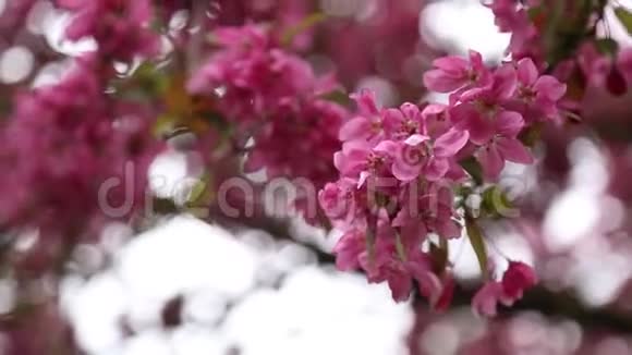一排排开得漂亮的樱花树在绿色的草坪上视频的预览图