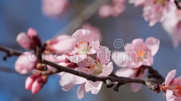 鲜艳的粉色和白色的花在树上盛开春天的风景美丽的背景视频的预览图