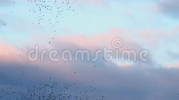 黎明飞翔的美丽鸟的数量视频的预览图