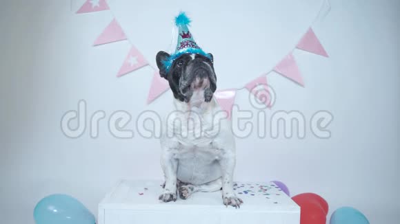 法国斗牛犬坐着戴着派对帽在白色的工作室背景下为他的生日接受纸屑生日快乐视频的预览图