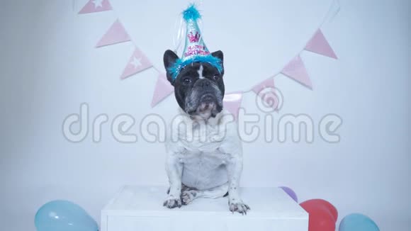 法国斗牛犬戴着派对帽在白色的工作室背景下接受五彩纸屑作为生日礼物可爱的狗生日快乐视频的预览图