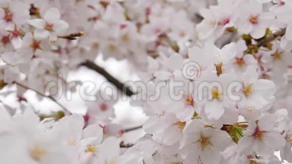 樱花盛开的大花近景拍摄视频的预览图